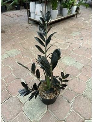 Black ZZ Plant
