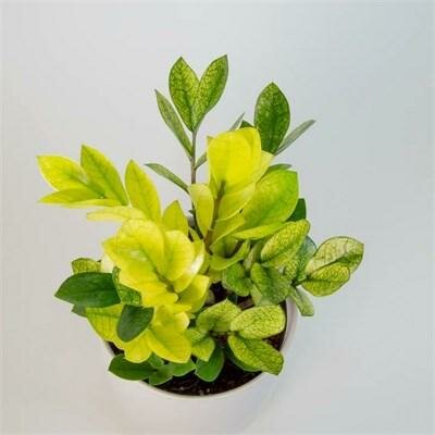 Chameleon Zz Plant