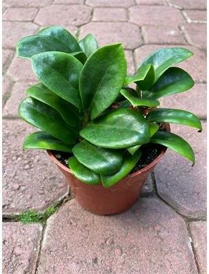 Dwarf Zz Plant 'Zenzi'