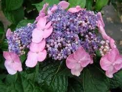 Twist-N-Shout Reblooming Lace-cap Hydrangea - image 1