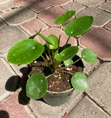 Chinese Money Plant - image 2