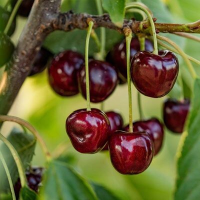 Van Cherry Tree - image 2