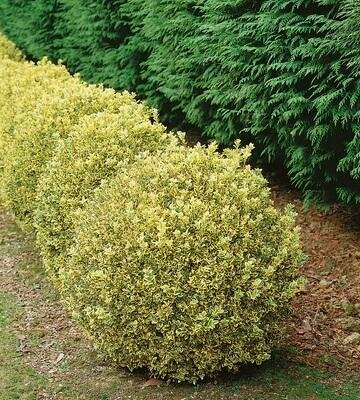 Variegated Boxwood - image 2