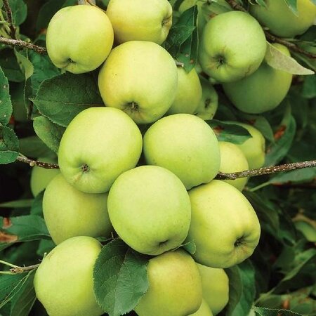 Yellow Transparent Apple Tree - image 2
